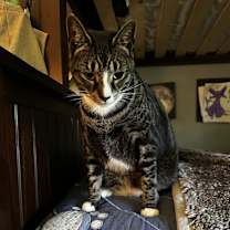 Thumbnail photo of Cannoli #1