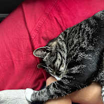 Thumbnail photo of Cannoli #3