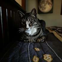 Thumbnail photo of Cannoli #4