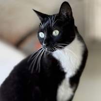 Thumbnail photo of Honey & Sweetie #1