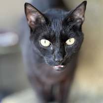 Thumbnail photo of Honey & Sweetie #2