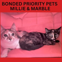 Thumbnail photo of Marble  *A PRIORITY PET* #1
