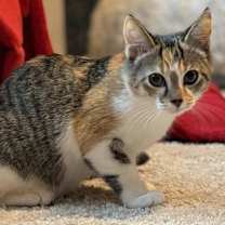 Thumbnail photo of Marble  *A PRIORITY PET* #2