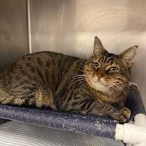 Thumbnail photo of Comet #3