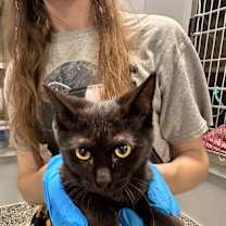 Thumbnail photo of Frazzle #1