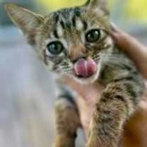 Thumbnail photo of Johnny Depp #3