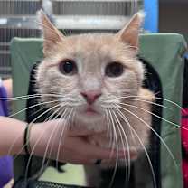 Thumbnail photo of Milo #2