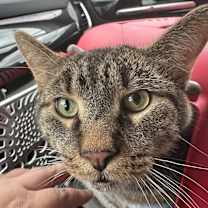 Thumbnail photo of Teddy Bear #4