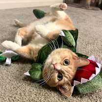 Thumbnail photo of Peppa #2