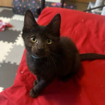 Thumbnail photo of Proposal #2