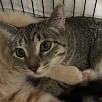 Thumbnail photo of Ticky25 #2