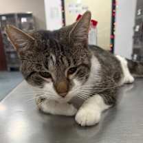 Thumbnail photo of Tornado #2