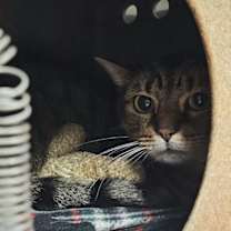 Thumbnail photo of HAZELNUT #1