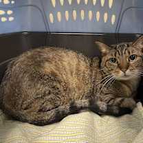 Thumbnail photo of HAZELNUT #2