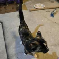 Thumbnail photo of Jade #2