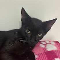 Thumbnail photo of Bella Rose #2