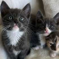 Thumbnail photo of Tom & Jerry #1