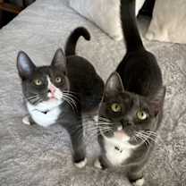 Thumbnail photo of Tom & Jerry #2