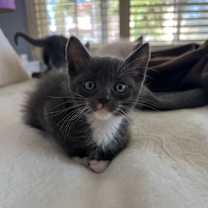 Thumbnail photo of Tom & Jerry #3