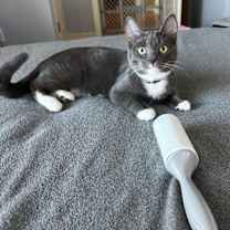 Thumbnail photo of Tom & Jerry #4