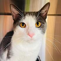 Thumbnail photo of Sucar #1