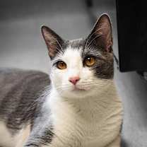 Thumbnail photo of Sucar #2