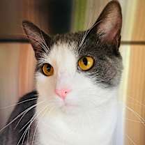 Thumbnail photo of Sucar #3