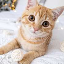 Thumbnail photo of Gingerbread #1