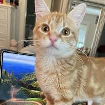 Thumbnail photo of Gingerbread #2