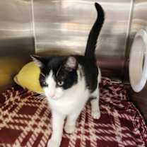 Thumbnail photo of Flip #1