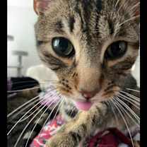 Thumbnail photo of Timber #1