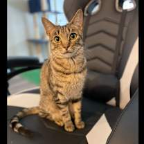 Thumbnail photo of Timber #2