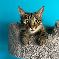 Thumbnail photo of Timber #3