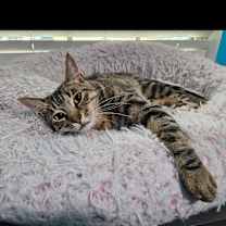 Thumbnail photo of Timber #4