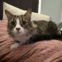 Thumbnail photo of Muffin #1