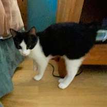 Thumbnail photo of Sonny (bonded with Cher; Sonny #3