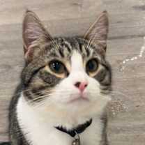 Thumbnail photo of Enzo Millions #1