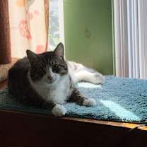 Thumbnail photo of Enzo Millions #2