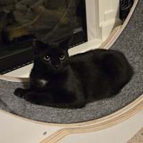 Thumbnail photo of Hulk #4