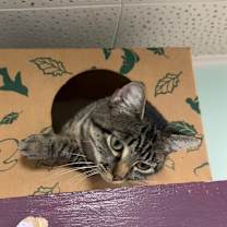 Thumbnail photo of Harp #3