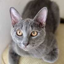 Thumbnail photo of Misty and Mama Bella #1