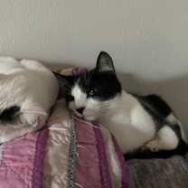 Thumbnail photo of Coal #2