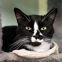 Thumbnail photo of Penguin #1