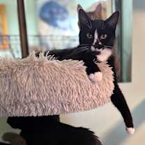 Thumbnail photo of Penguin #4