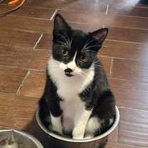 Thumbnail photo of Felix #4