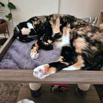 Thumbnail photo of KITTY #1749 - Offered by Owner - Senior #1