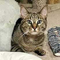 adopt-pet