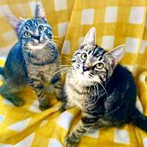 Thumbnail photo of Michael & Jason Great Purrers! #1