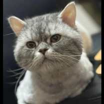 Thumbnail photo of Gimmy #1