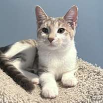 adopt-pet